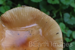 Fungi10WB