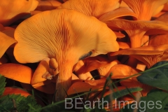 Fungi11WB