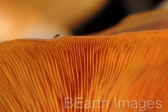 Fungi12W
