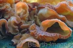 Fungi14WB