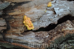 Fungi16WB