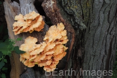 Fungi18WB