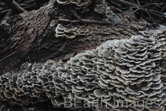 Fungi2WB