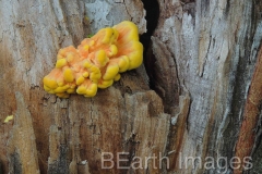 Fungi3WB