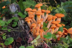 Fungi4WB