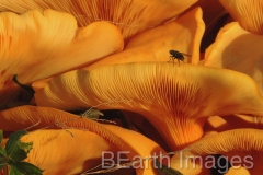 Fungi5W