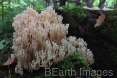 Fungi9W