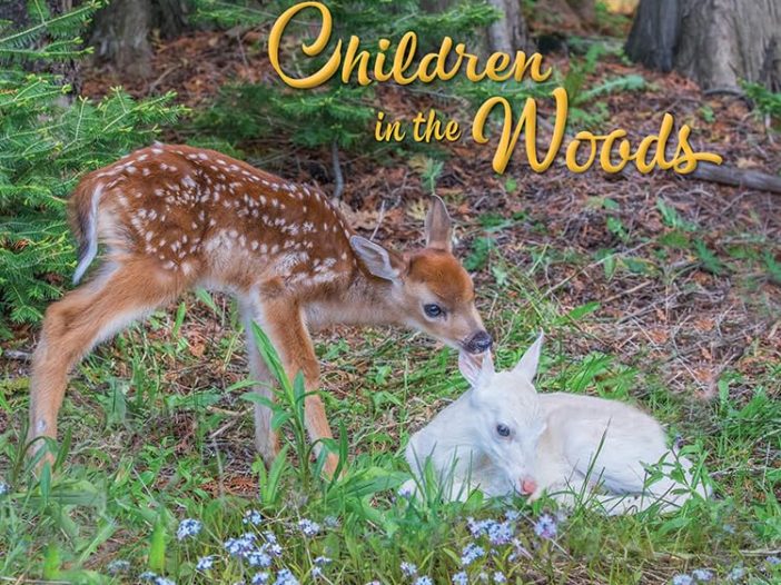 Children in the Woods: Hardcover